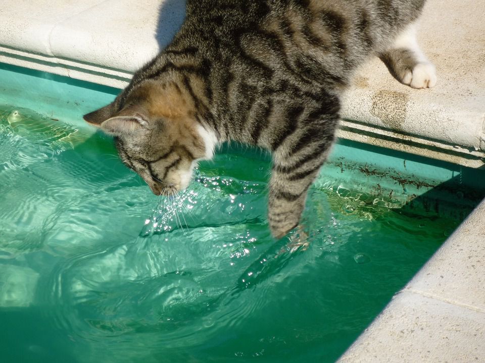 Чому ваш кіт черпає воду лапою, щоб попити. Із чим пов'язана така поведінка?