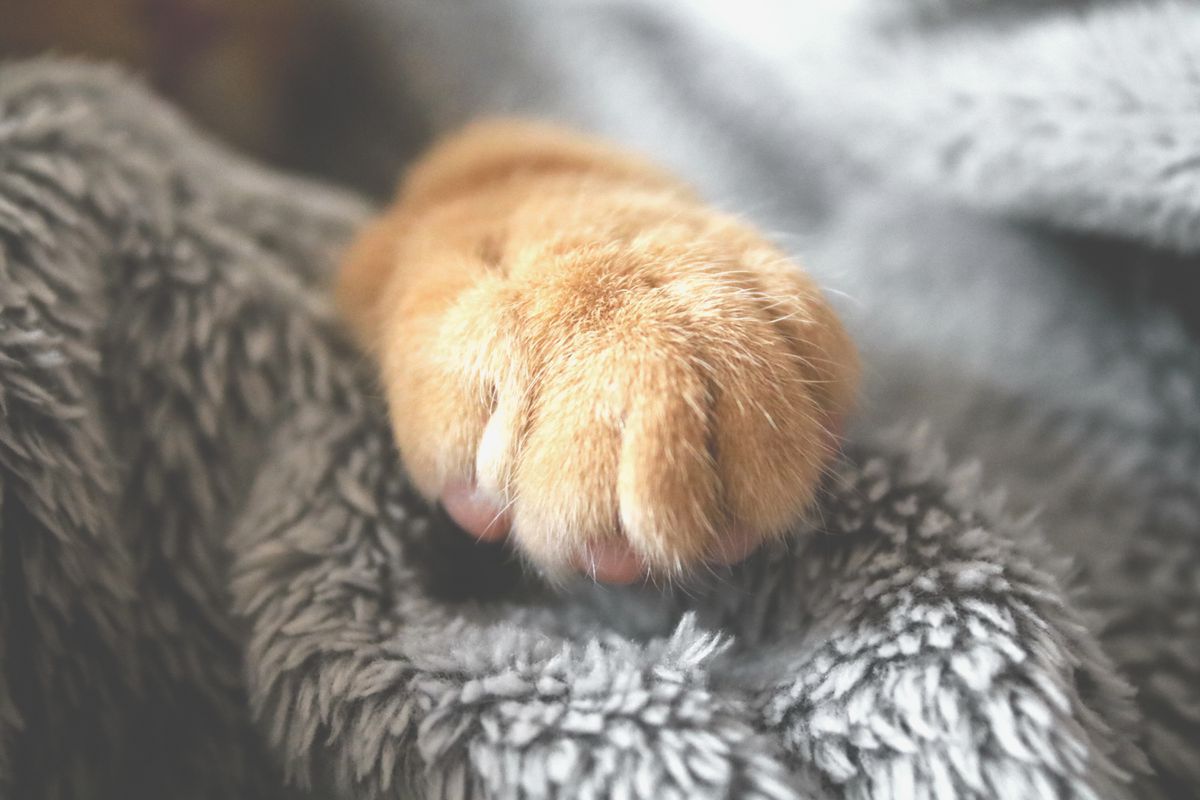 Чому у кішок на передніх лапах 5 пальців, а на задніх 4: аномалія чи норма. Дізнайтеся, чи з вашим улюбленцем все нормально.