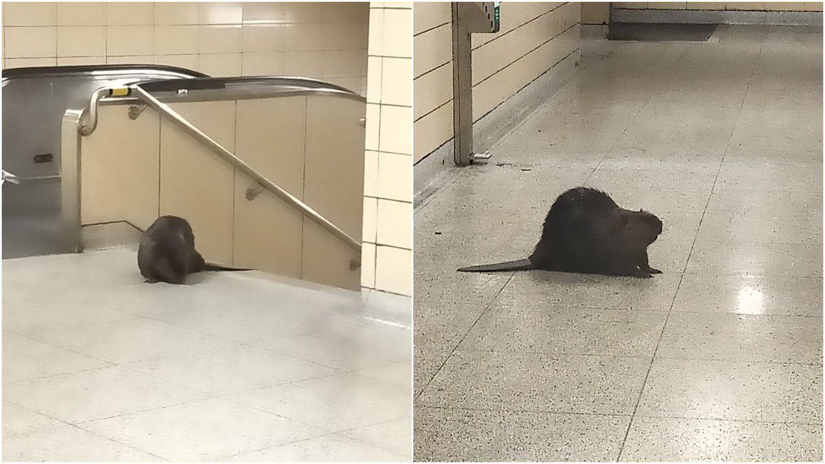 У Торонто, через бобра, довелося зупинити роботу метро на кілька годин. Тварина вирішила покататися в підземці.