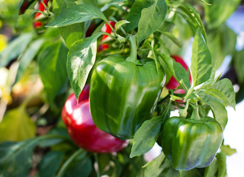 З якими рослинами не рекомендується садити перець. Ці поради допоможуть не піддавати зайвому ризику майбутній урожай.