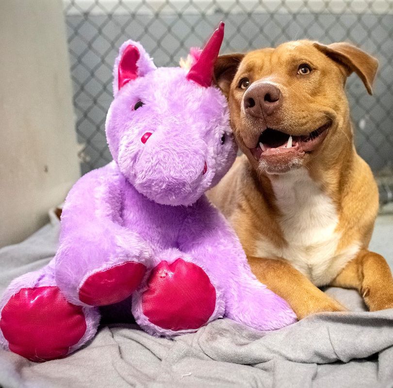 У США бездомний пес п'ять разів викрадав з магазину рожевого плюшевого єдинорога. Але у цієї історії щасливий кінець.