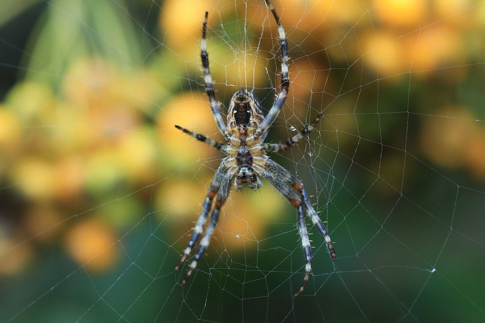 В Африці павуки звили павутиння прямо на рогах антилопи. Спочатку туристи подумали, що тварина застрягла в пакеті.