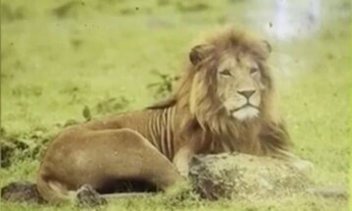 Батько вирішив показати сину в зоопарку справжнього лева, але той, видно, був у відпустці. У клітці замість царя звірів сидів дублер.