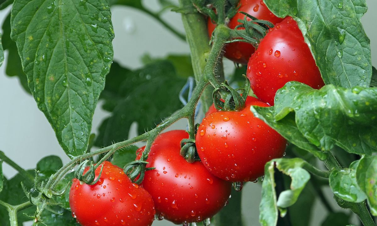 Як уникнути фітофтори на помідорах: правила поливу. Дачники часом самі провокують виникнення грибкового захворювання.