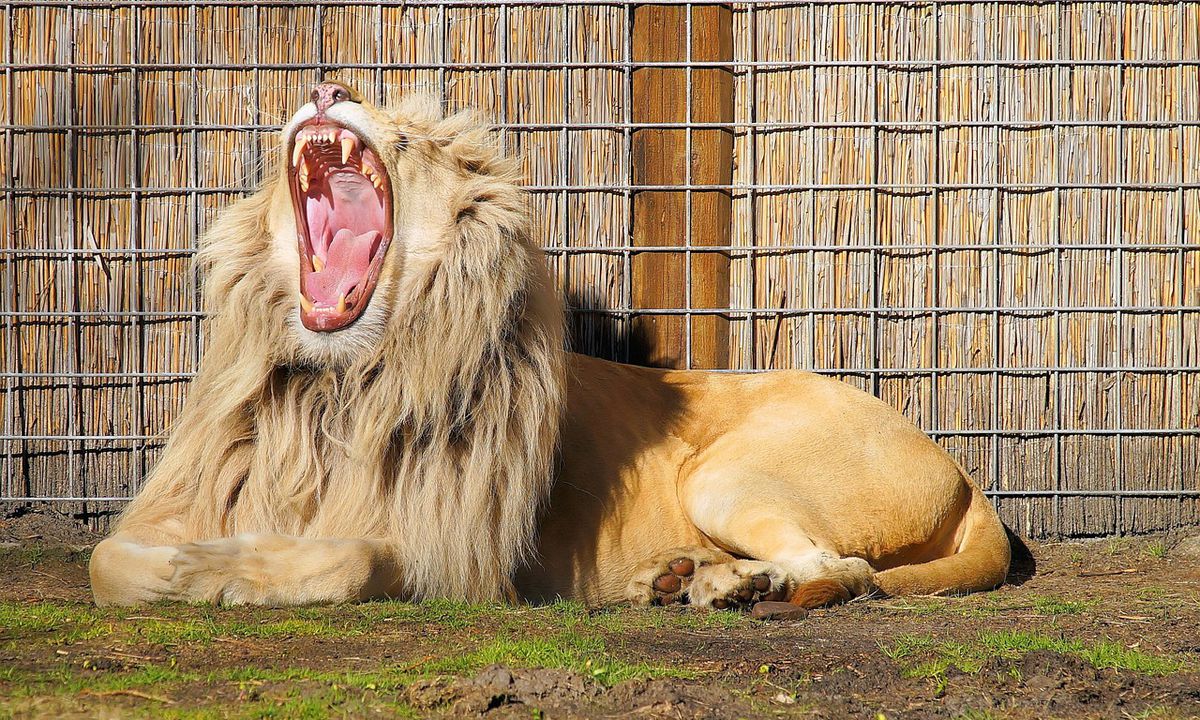 Вчені з'ясували, для чого тваринам потрібне вміння заразливо позіхати. Біологи п'ять місяців спостерігали за левами.