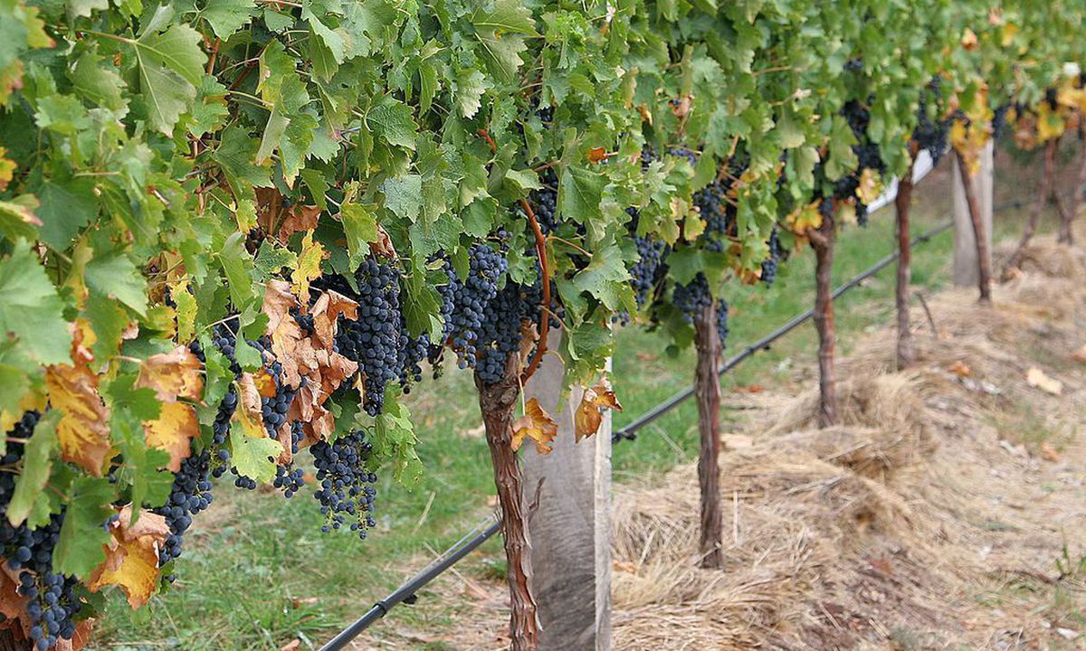 У чому користь мульчування винограду, та який матеріал для цього обрати. Один з ефективних варіантів захисту ґрунту.