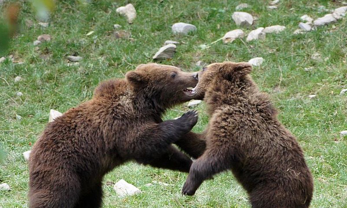 У Піренеях народилася рекордна кількість бурих ведмедів. Радісну новину підхопили групи із захисту тварин.