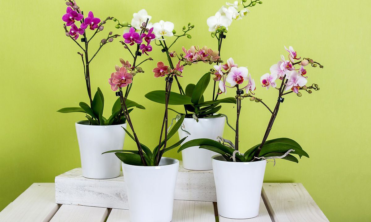 Декілька порад, як підготувати домашні рослини до весни. Дещо про обрізку, полив та пересадження кімнатних квітів.