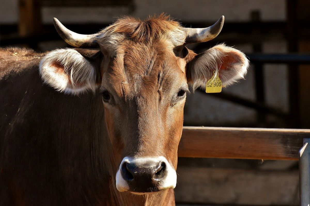 У Нідерландах корів вивели із загонів на свіже повітря, але тваринам ідея не сподобалася. Прогулянка тривала недовго.