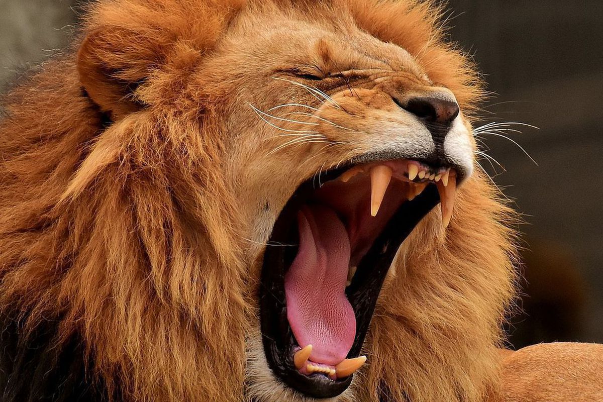 Якщо позіхне один лев, то позіхне і другий — дослідження вчених. Заразний рефлекс.