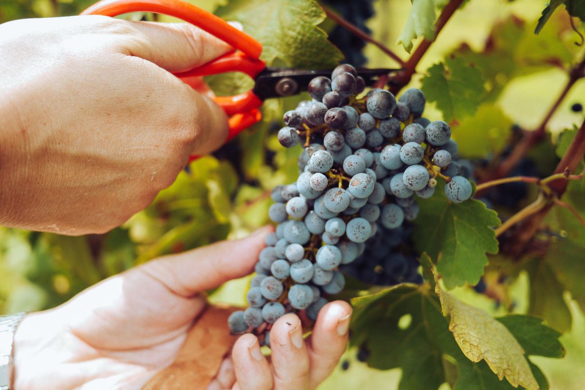 Корисні поради для виноградарів-початківців, які допоможуть правильно доглядати за рослинами з весни й до настання осені. З доглядом за виноградом впорається навіть новачок.