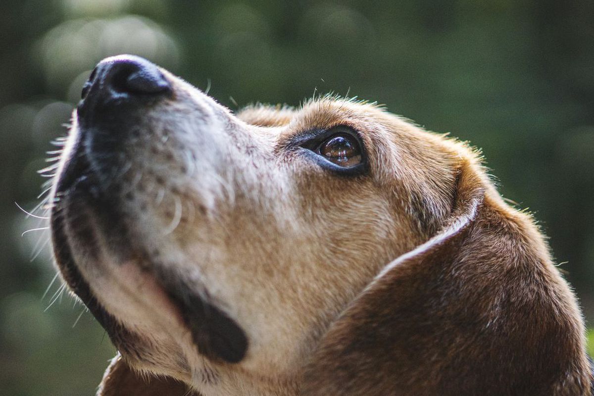 Що треба знати про собачий нюх. Життєво необхідна здатність усіх собак.
