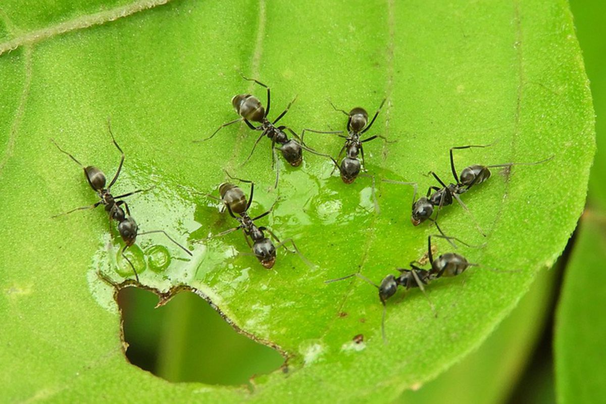 Як позбавити город від мурах за допомогою бананів. Класичний метод з цукром поступається цьому лайфхаку, кажуть досвідчені дачники.