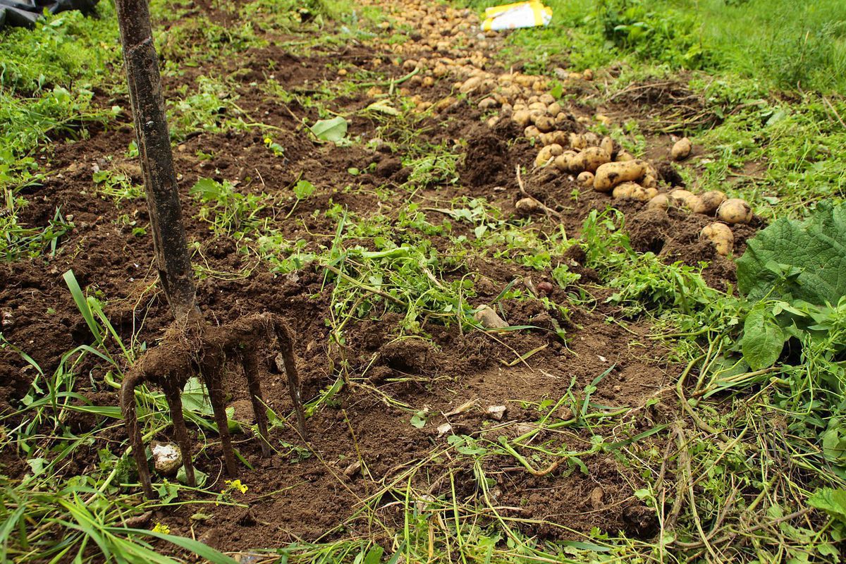Кілька народних прикмет щодо посадки та вирощування картоплі. Вирощуючи картоплю, варто дотримуватися певних прикмет.