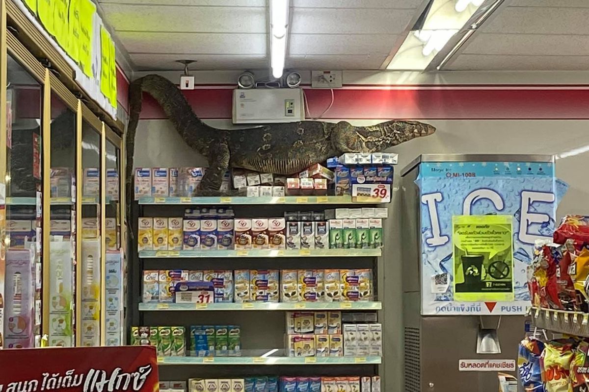 У Таїланді гігантський ящір вирішив затоваритися, але замість цього навів паніку і став зіркою відео. Варан влаштував розбій в супермаркеті.