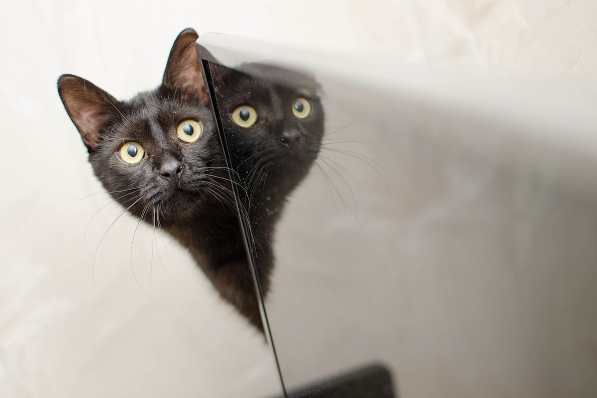 Тінь на стіні виявилася не тільки реальною, а й живою. Два коти підкорили Інтернет своєю синхронністю.