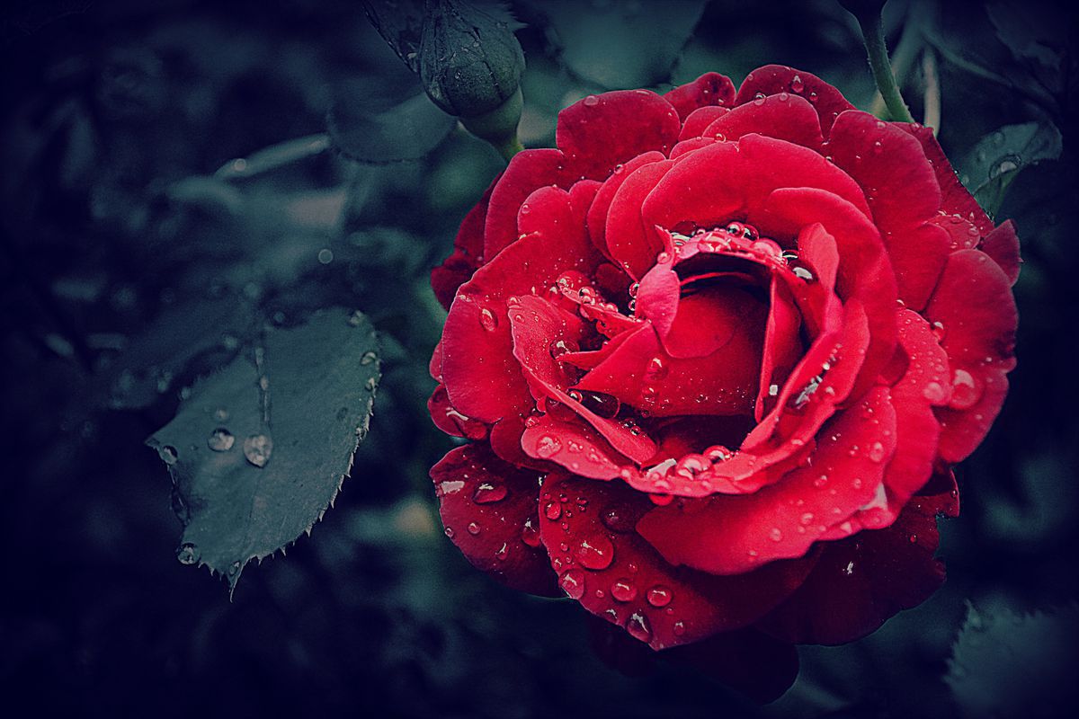 Корисні поради щодо вирощування троянд у затінку і напівзатінку. Навіть у затінку можна вирощувати гарні та здорові троянди.