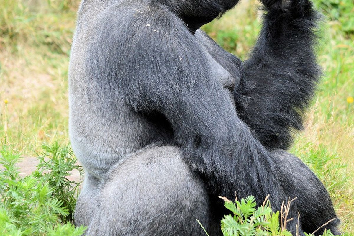 Вчені з'ясували, навіщо горили б'ють себе в груди. Це поширена поведінка серед мавп.