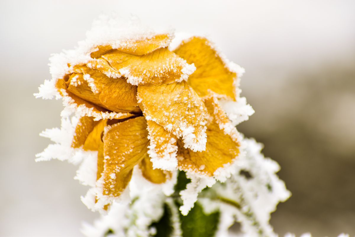 Коли можна прибирати сніг з троянд. Для зняття снігу з троянд мають бути певні умови.