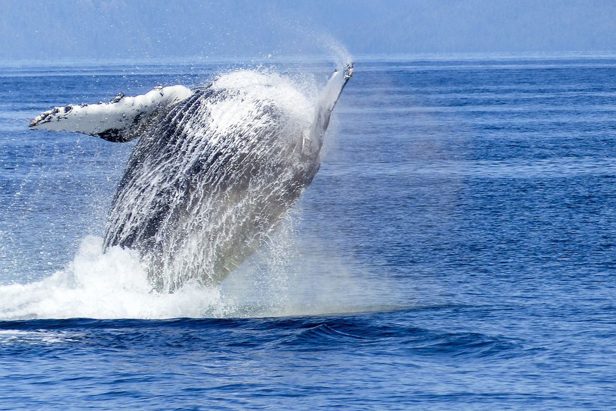 Туристка випадково зняла відео, як у лодку врізався кит. Один із пасажирів випав за борт.