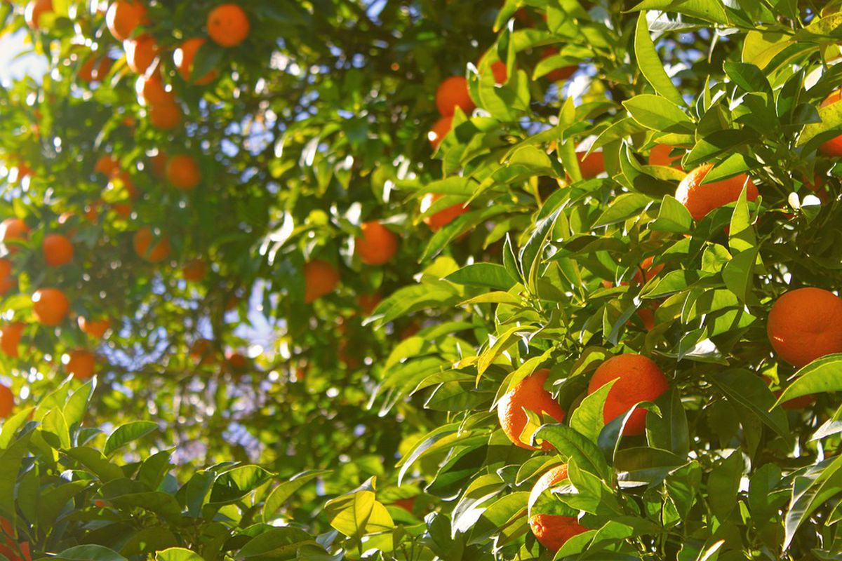 В Іспанському місті Севілья з апельсинів отримують електрику. Іспанська компанія запустила проєкт з вироблення електроенергії з апельсинів.