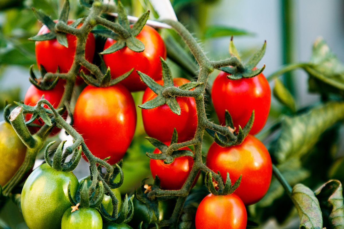 Чим підгодувати розсаду помідорів при висадці на грядки. Одне підживлення — і великий урожай.