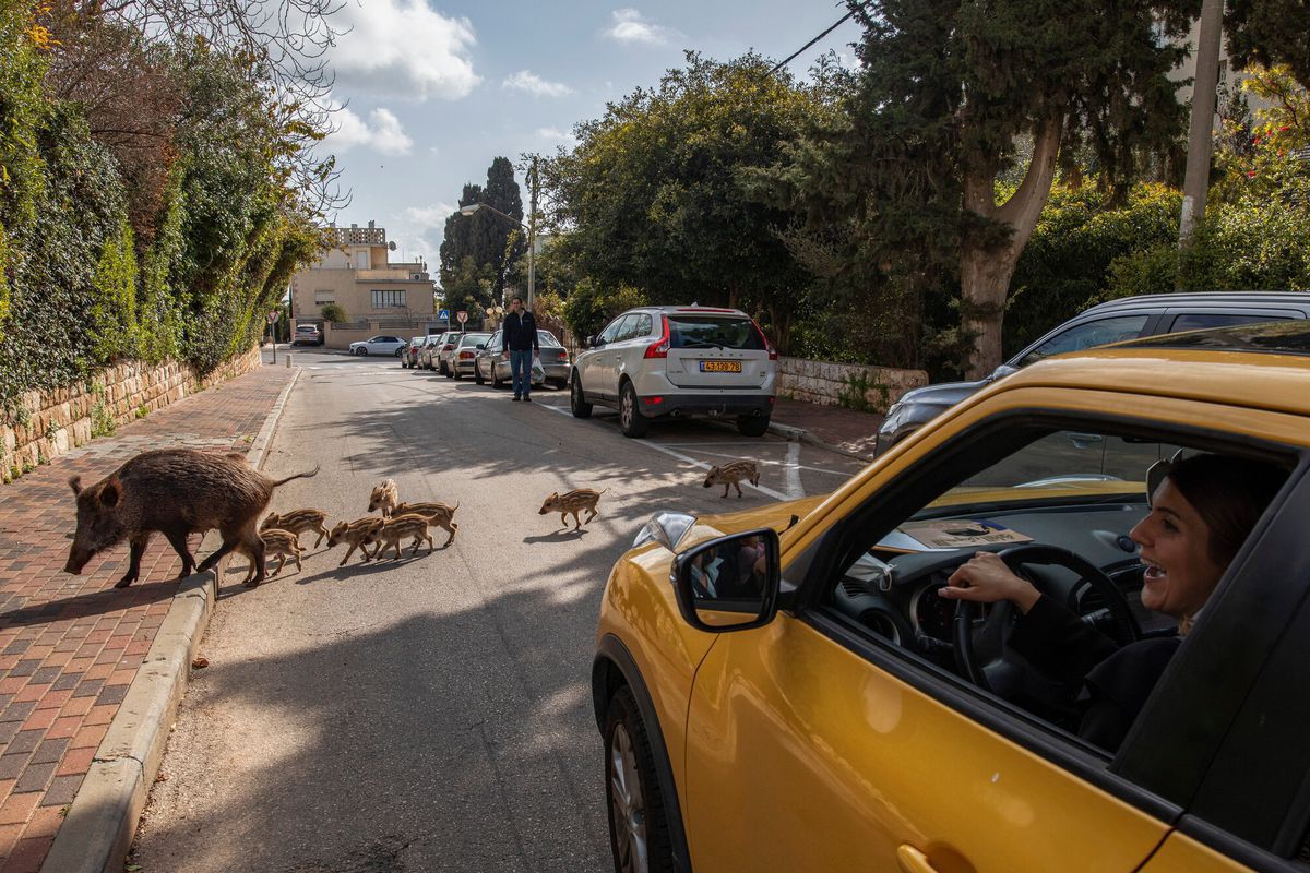 В Ізраїлі дикі кабани псують газони, смітять, лякають людей і домашніх вихованців. Але позбутися від тварин не можна.