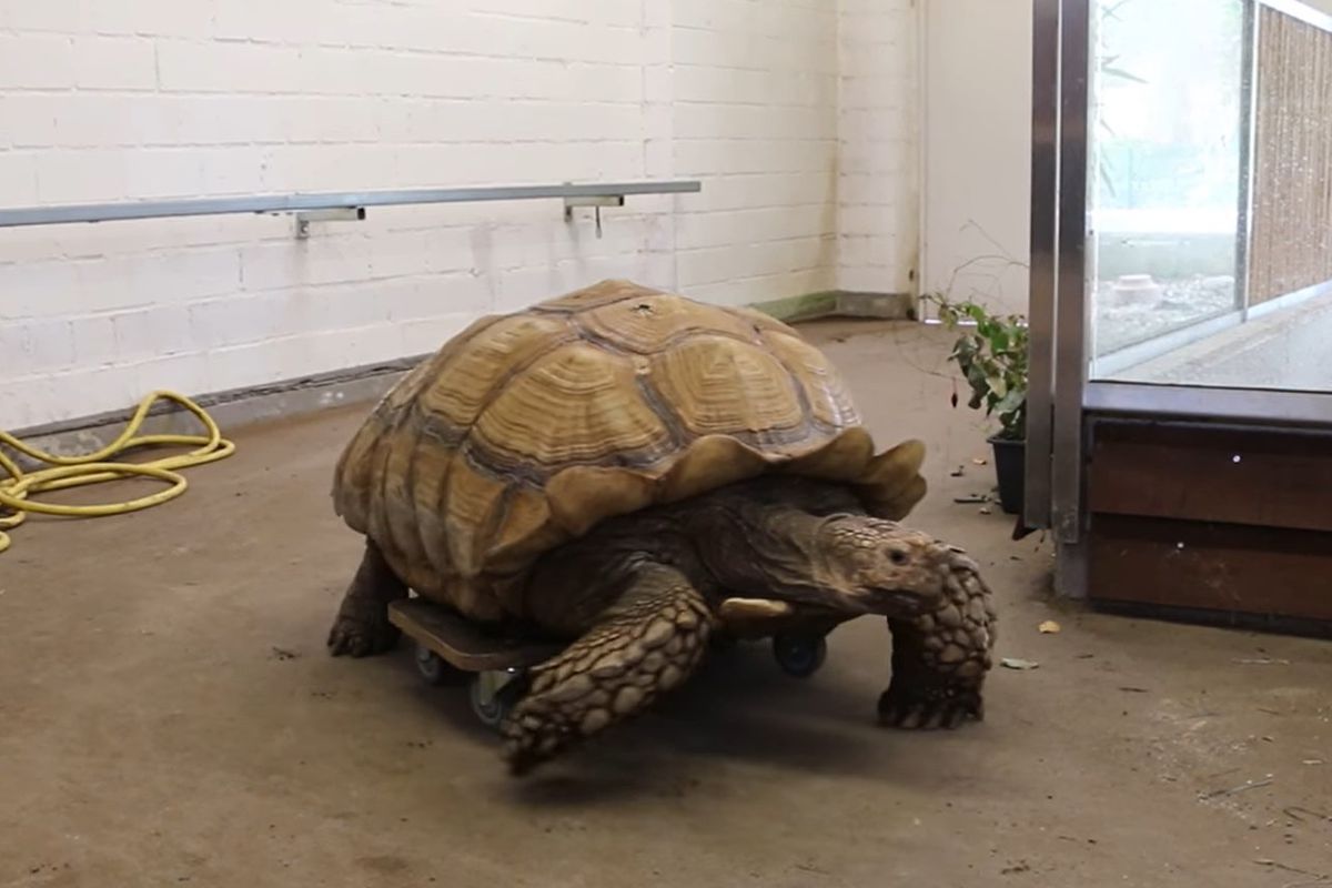 У німецькому зоопарку черепаху з хворими суглобами поставили на скейтборд. Вага похилого плазуна становить майже 100 кілограмів.