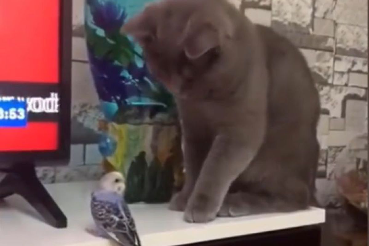 Мережу насторожив кіт, який з особливою цікавістю розглядав папужку. Давай навчу літати.