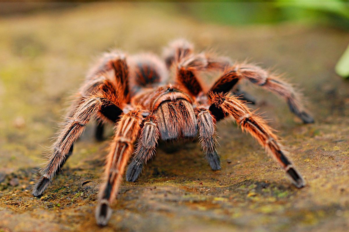 Нові дослідження доводять, що тарантули — павуки, яким вже 120 мільйонів років. Небезпечні комахи почали поширюватися по Землі ще в крейдяний період.