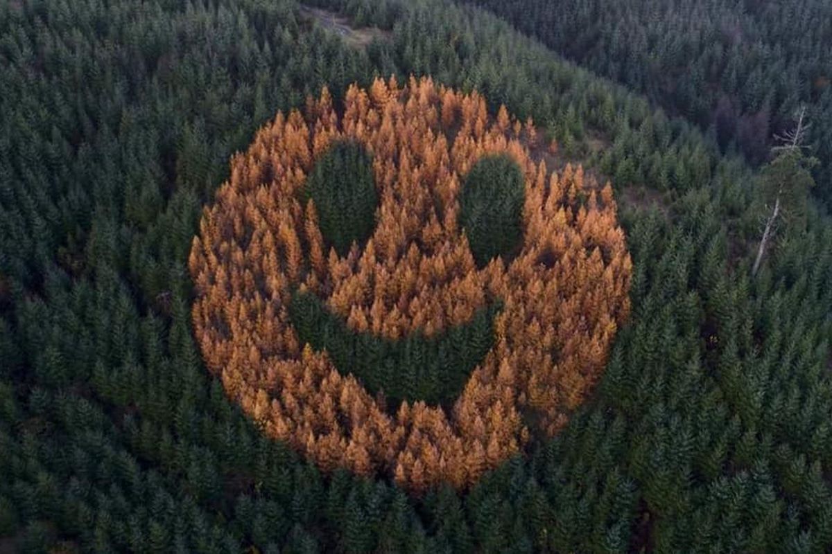 В Орегоні гігантський смайлик з дерев посміхається і піднімає настрій проїжджаючим повз людям. Цей смайлик є одним з найбільш прикольних дизайнів, створених з живих дерев за довгі роки.