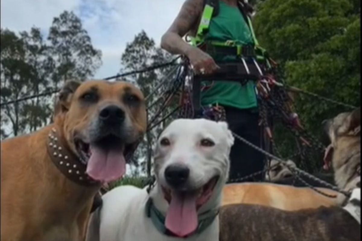 Австралієць вигуляв 55 собак у спробі побити світовий рекорд. Але під час прогулянки все пішло не за планом.