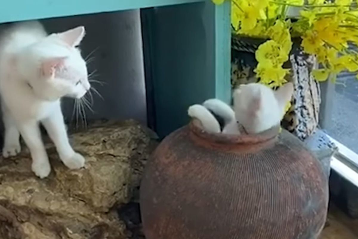 Дві веселі кішки знайшли застосування одинокому глиняному горщику. Декоративна ємність стала відмінним реквізитом для котячої гри.