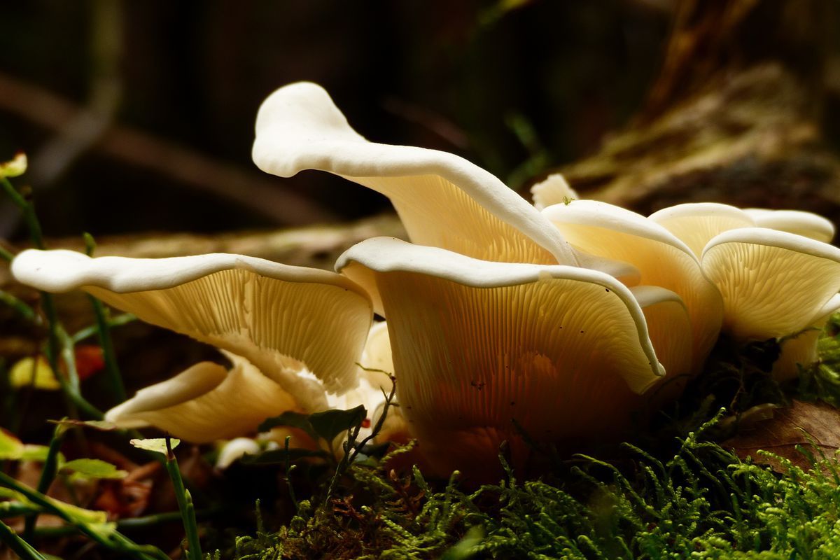 Вчені довели, що будь-які гриби здатні профілактувати рак. З профілактикою раку можуть впоратися будь-які гриби.