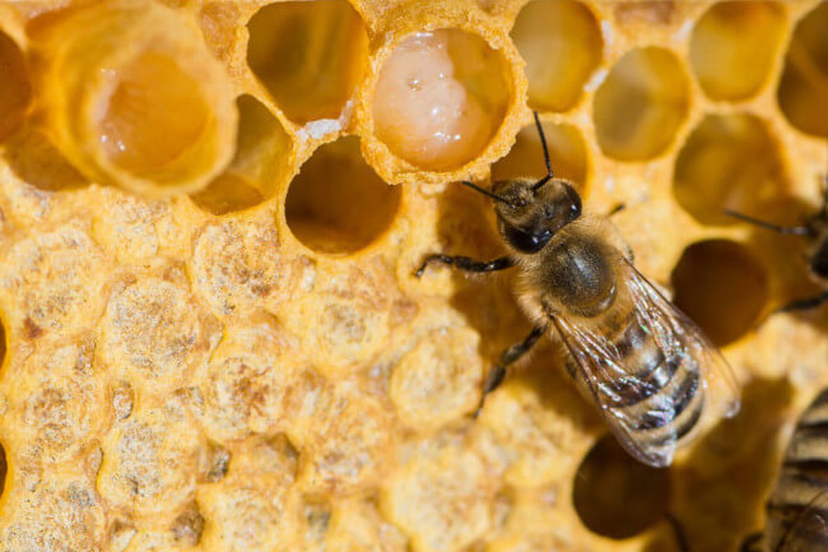 3 продукти бджільництва, які називають "молочком", та їх користь. Деякі продукти бджільництва є особливо цінними.