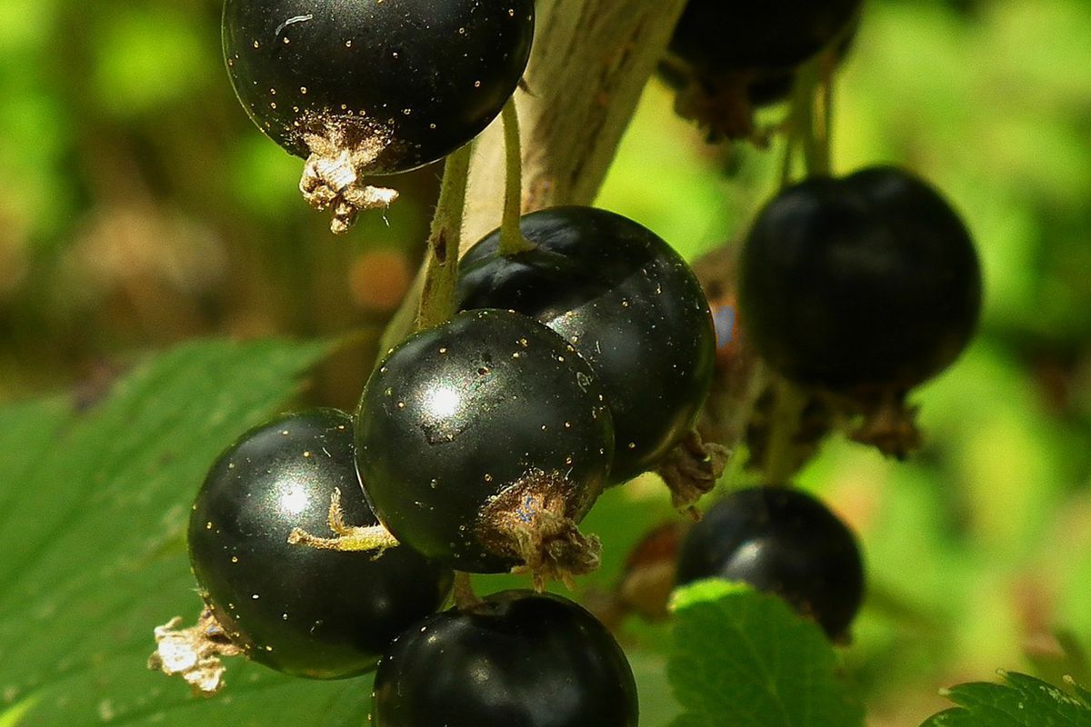 Секрет вирощування солодкої чорної смородини. Як зробити ягоди смородини солодшими.