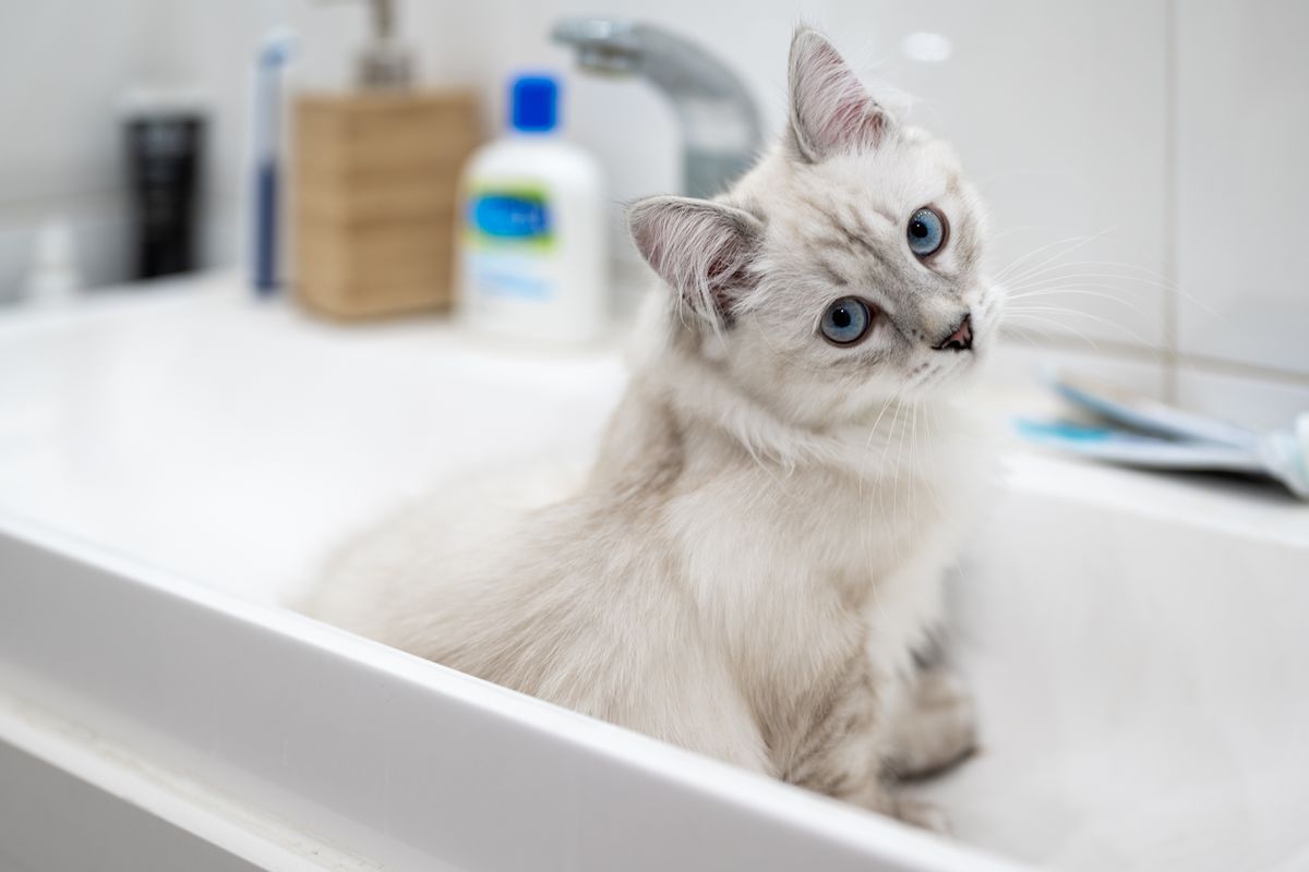 Чому кіт ходить у туалет у раковину та як позбутися від цієї проблеми. Спочатку треба з'ясувати, чому саме кіт обрав раковину замість лотка.