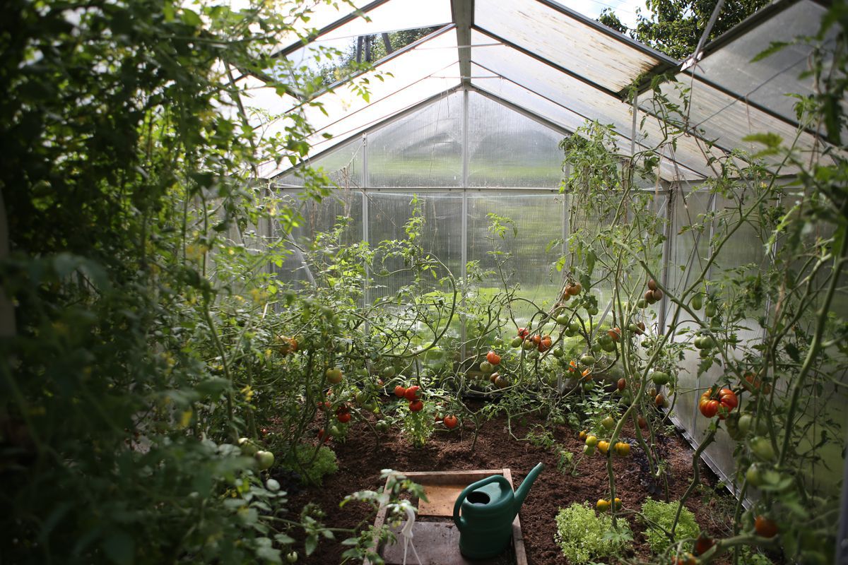 Вирощування томатів і огірків в одній теплиці: як посадити овочі поруч. Багато хто переконаний, що ці культури геть не здатні ужитися разом.