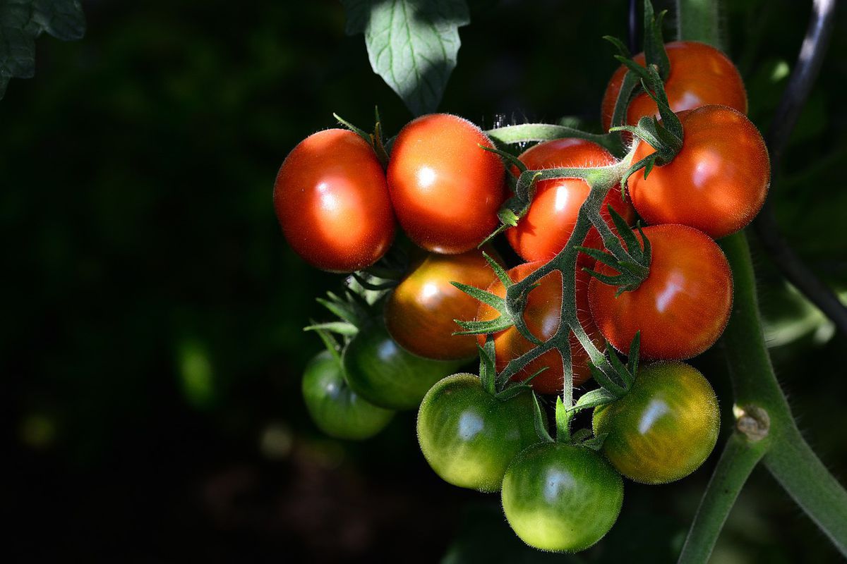 Чим удобрити ґрунт перед висадкою томатів для рясного і смачного урожаю. Що насипати в лунки під розсаду помідорів.