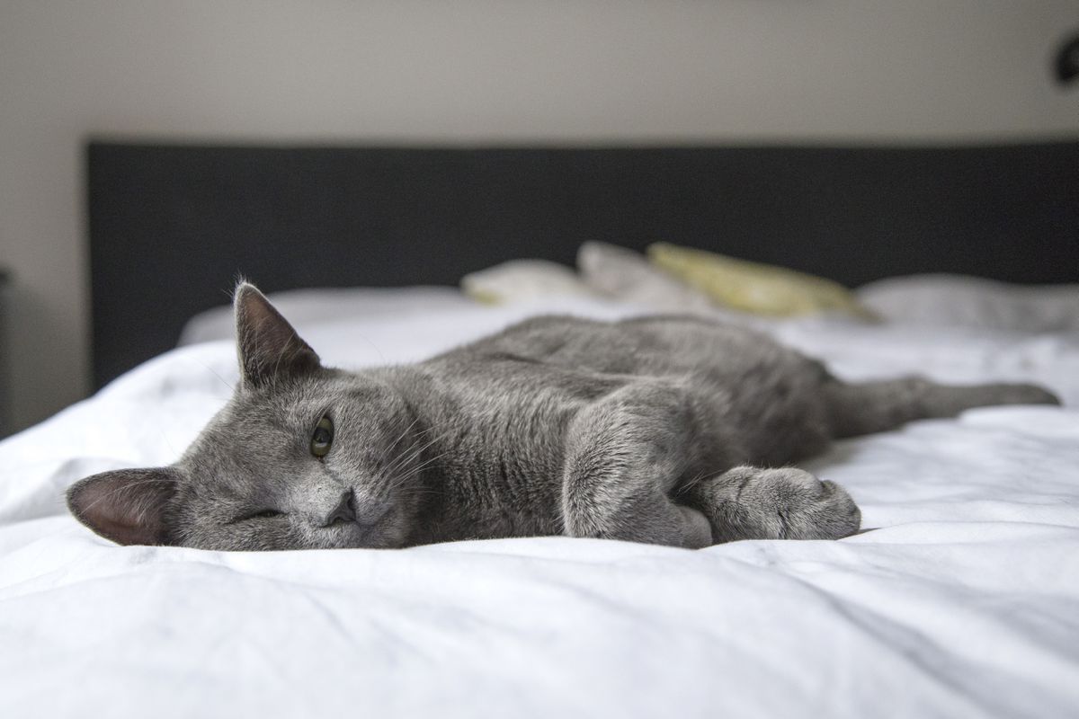 Навіщо кішки приходять спати до господаря і як позбавити їх від такої звички. Краще уникати сумісного сну зі своїми домашніми улюбленцями.