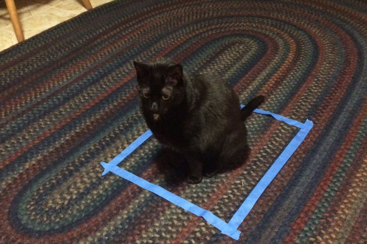 Вчені з'ясували, що кішки здатні розпізнавати оптичну ілюзію. Пухнастики можуть забиратися в уявні коробки.