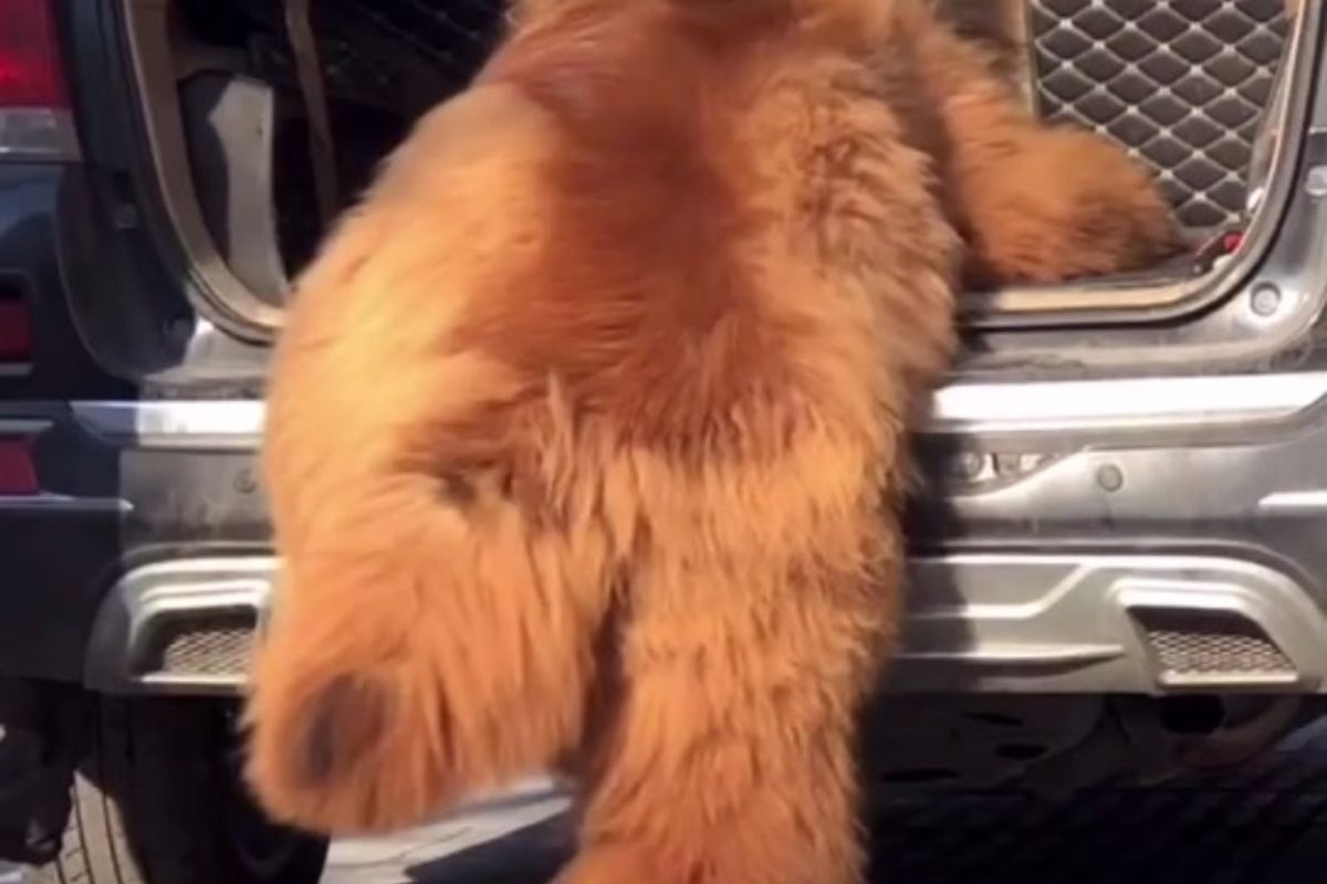 Чоловік показав на відео пса, але всі бачать лише ведмедя. У незграбному гіганті вагою 136 кіло визнати тибетського мастифа практично неможливо.
