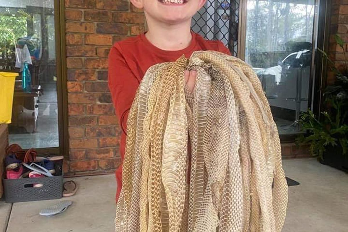 В Австралії ловці змій знайшла на даху будинку близько 50 зміїних шкур. Діти господарів будинку не сильно злякалися знайденого.