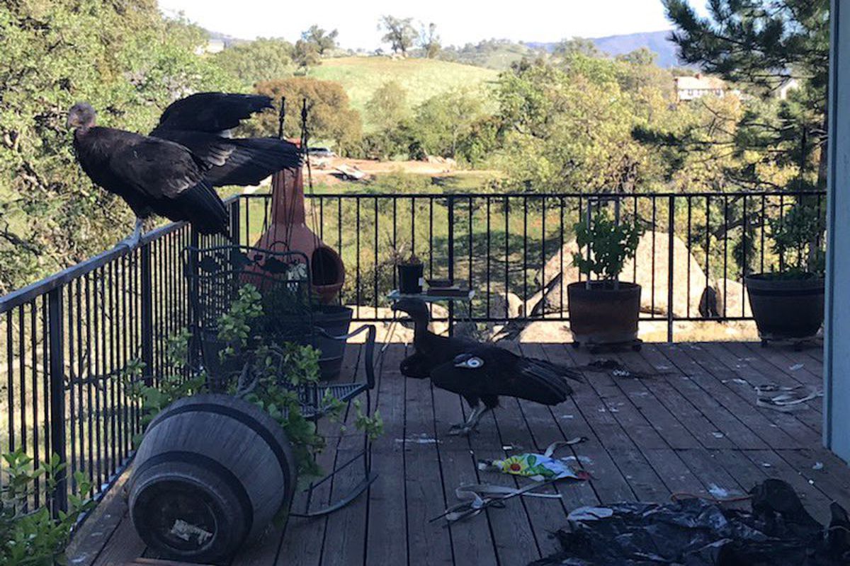 Мешканка США повернулася додому і виявила кілька нежданих гостей, які рознесли її будинок. Близько 15 каліфорнійських кондорів повністю знищили терасу.