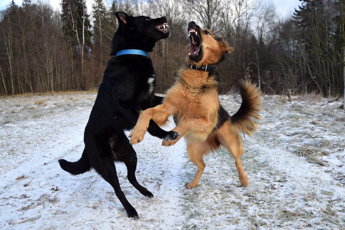 Вчені з'ясували, з чим пов'язана агресивна поведінка собак. Вчені з Фінляндії визначили причини того, чому «собака буває кусачею» щодо людини та інших тварин.