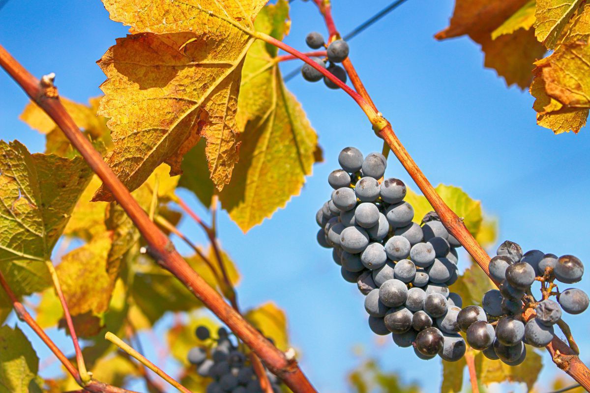 Через ці 6 помилок ваш виноград хворіє. Через деякі помилки у догляді виноград може хворіти.