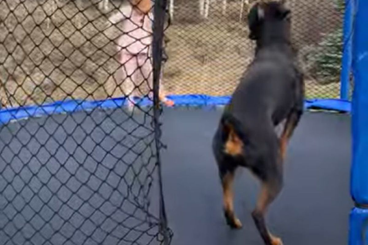 Дівчинка і її собака весело проводять час разом, стрибаючи на батуті. Ех, нам би так пострибати!