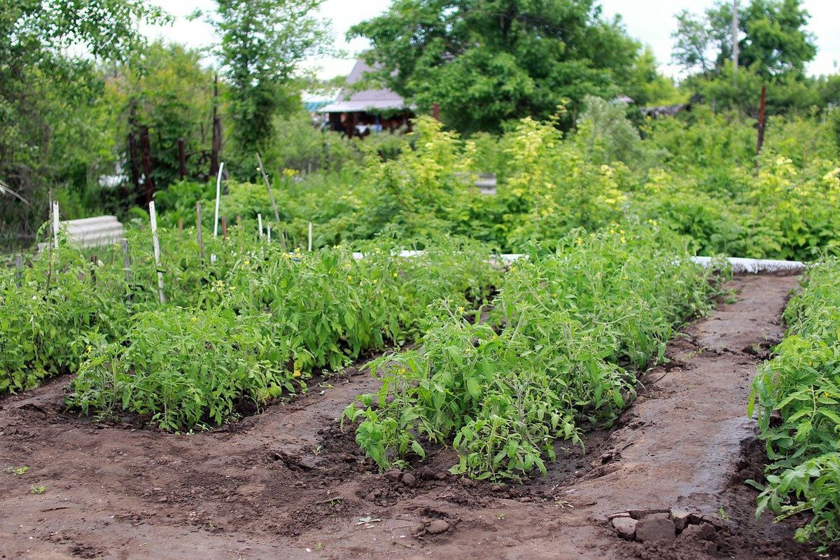 Новий метод посадки помідорів — 4 рослини в одну лунку. Врожаю вистачить навіть сусідам.