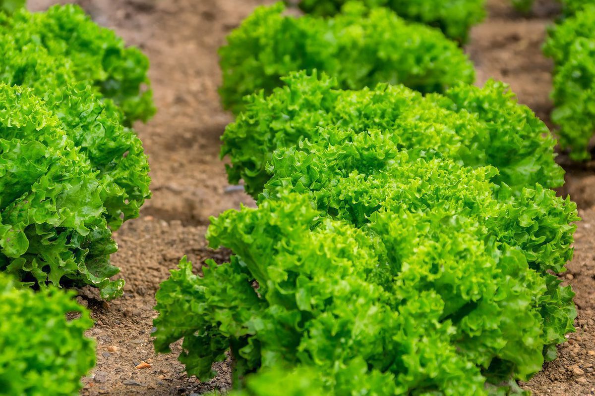 Корисні поради щодо вирощування салату на городі. Салат можна легко виростити на своєму городі.