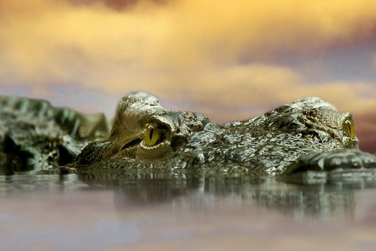 На відео потрапив крокодил, який вкрав у жінок наловлених за день крабів. Хижак виявився дуже хитрим.